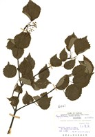 藏品(玉山莢蒾)的圖片